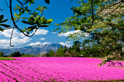 芝桜